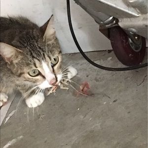 Meet your Posher, Genesis