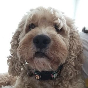 Meet your Posher, Scott