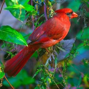 Meet your Posher, Carol