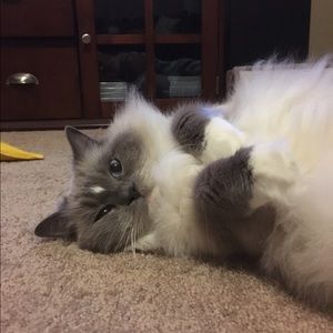 Meet your Posher, Michelle