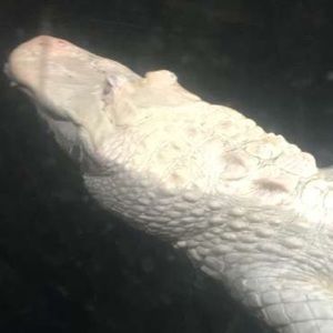 Meet your Posher, Bryan