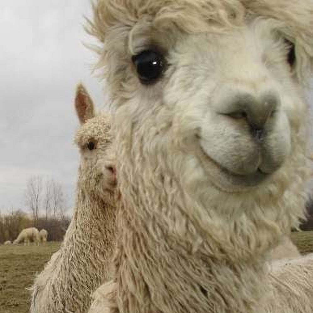 Meet your Posher, Theva