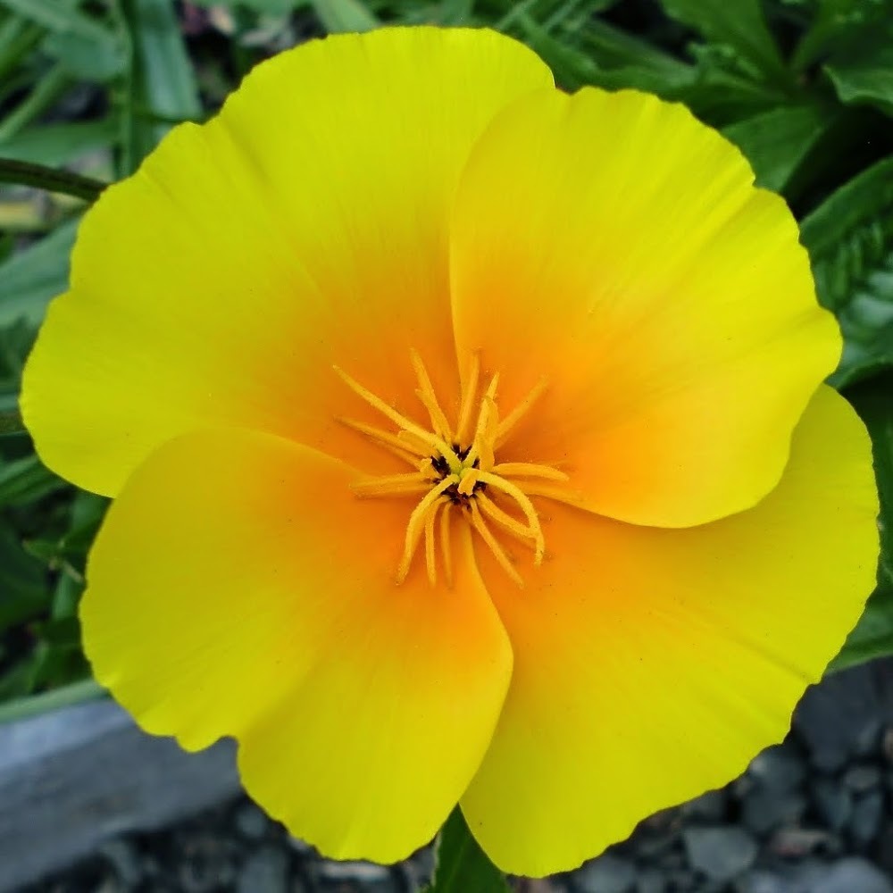 Meet your Posher, Ellery