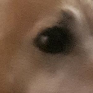 Meet your Posher, Liam