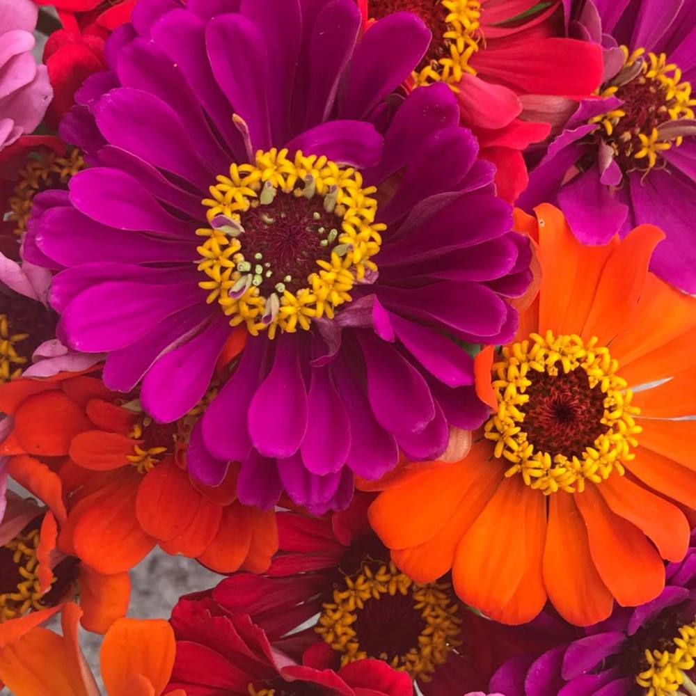 Meet your Posher, Happillee e