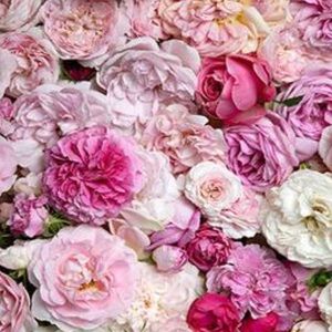 Meet your Posher, Amal