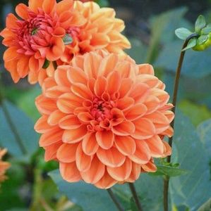 Meet your Posher, Christa