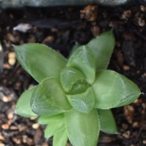 Meet your Posher, Grant