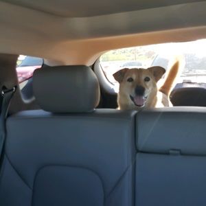 Meet your Posher, Laura