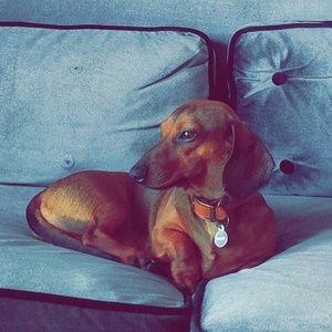 Meet your Posher, Rodolfo