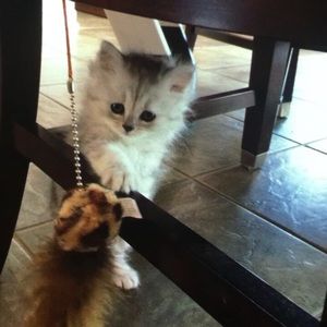 Meet your Posher, Rana