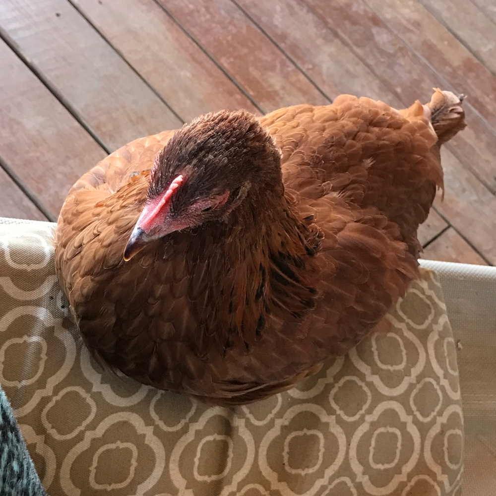 Meet your Posher, Marlo