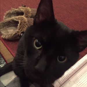 Meet your Posher, Peter