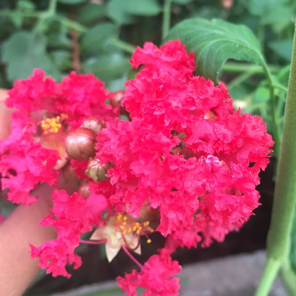 Meet your Posher, Joseline