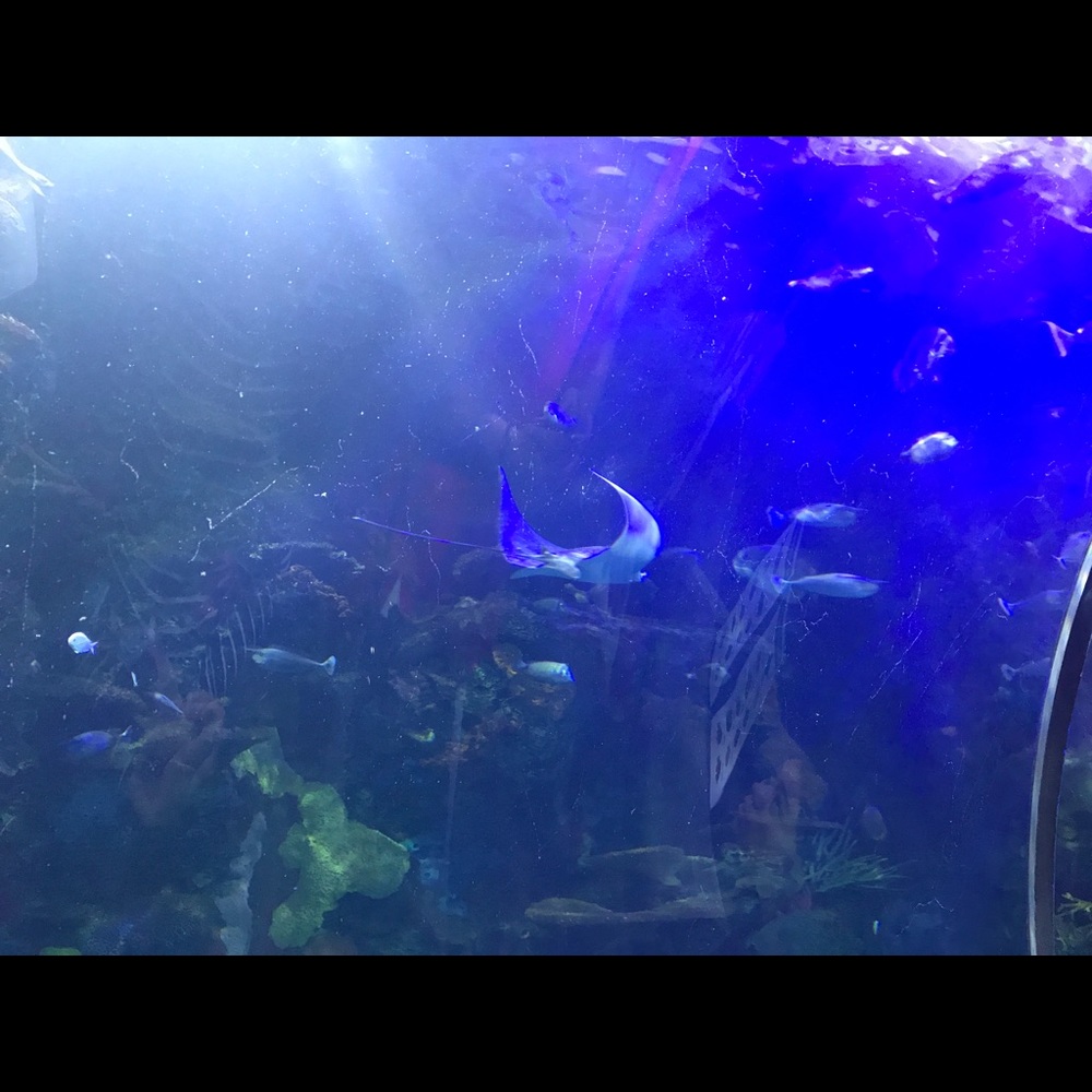 Meet your Posher, Sonya