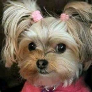 Meet your Posher, Eva