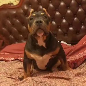 Meet your Posher, He