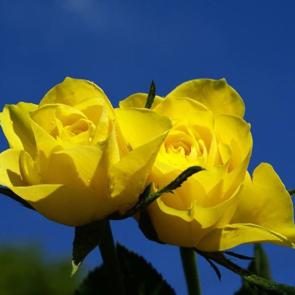 Meet your Posher, Blanca