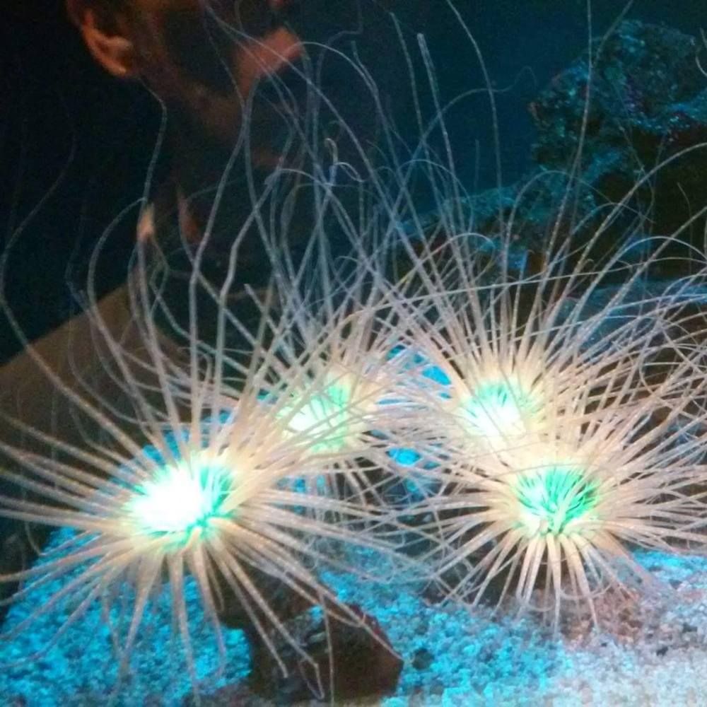 Meet your Posher, Pablo