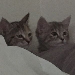 Meet your Posher, Beverly