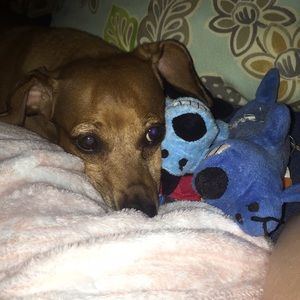 Meet your Posher, Krista