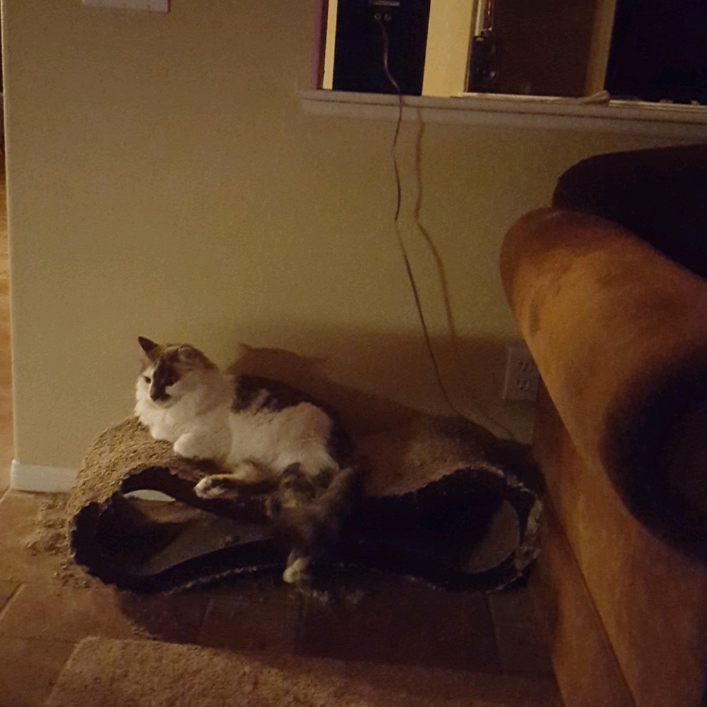 Meet your Posher, Laurel