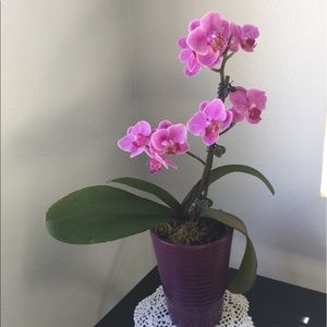 Meet your Posher, Stacy