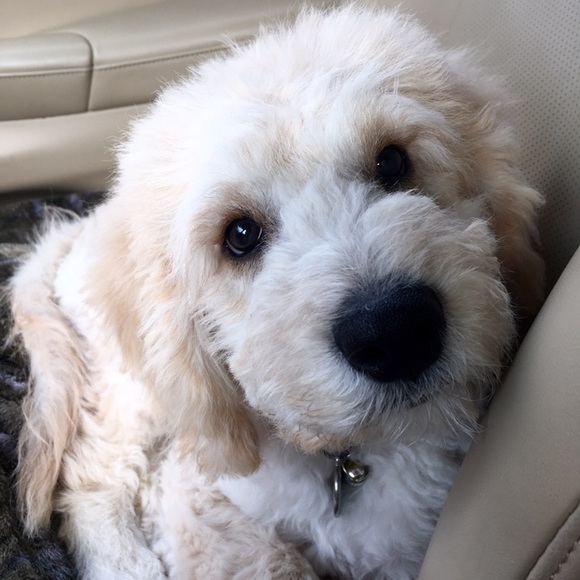 Meet your Posher, Candace - Picture 7 of 8