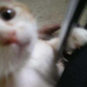 Meet your Posher, Yuyan