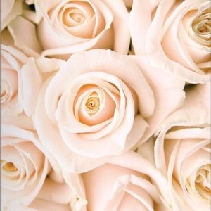 Meet your Posher, Leslie