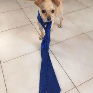 Meet your Posher, John anthony