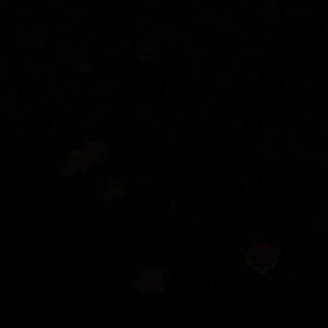 Meet your Posher, Brock