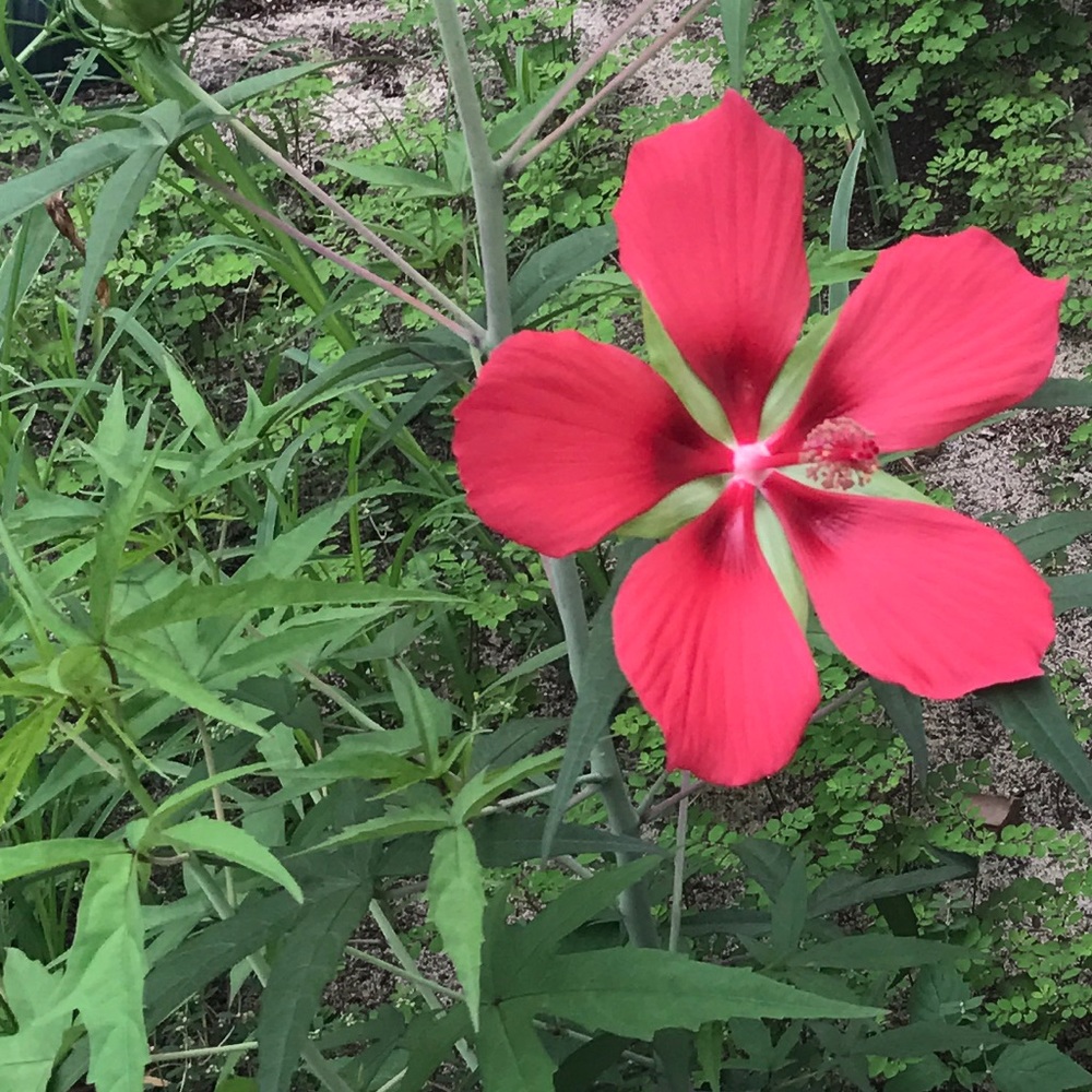 Meet your Posher, Sonya