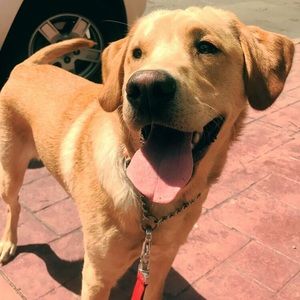 Meet your Posher, Drew