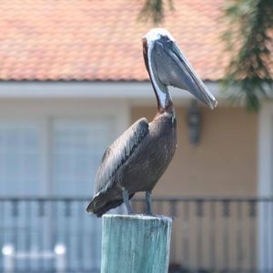 Meet your Posher, Deb