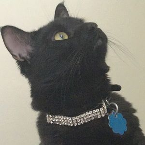 Meet your Posher, Pernisha