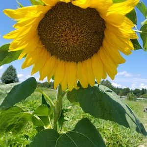 Meet your Posher, Melody