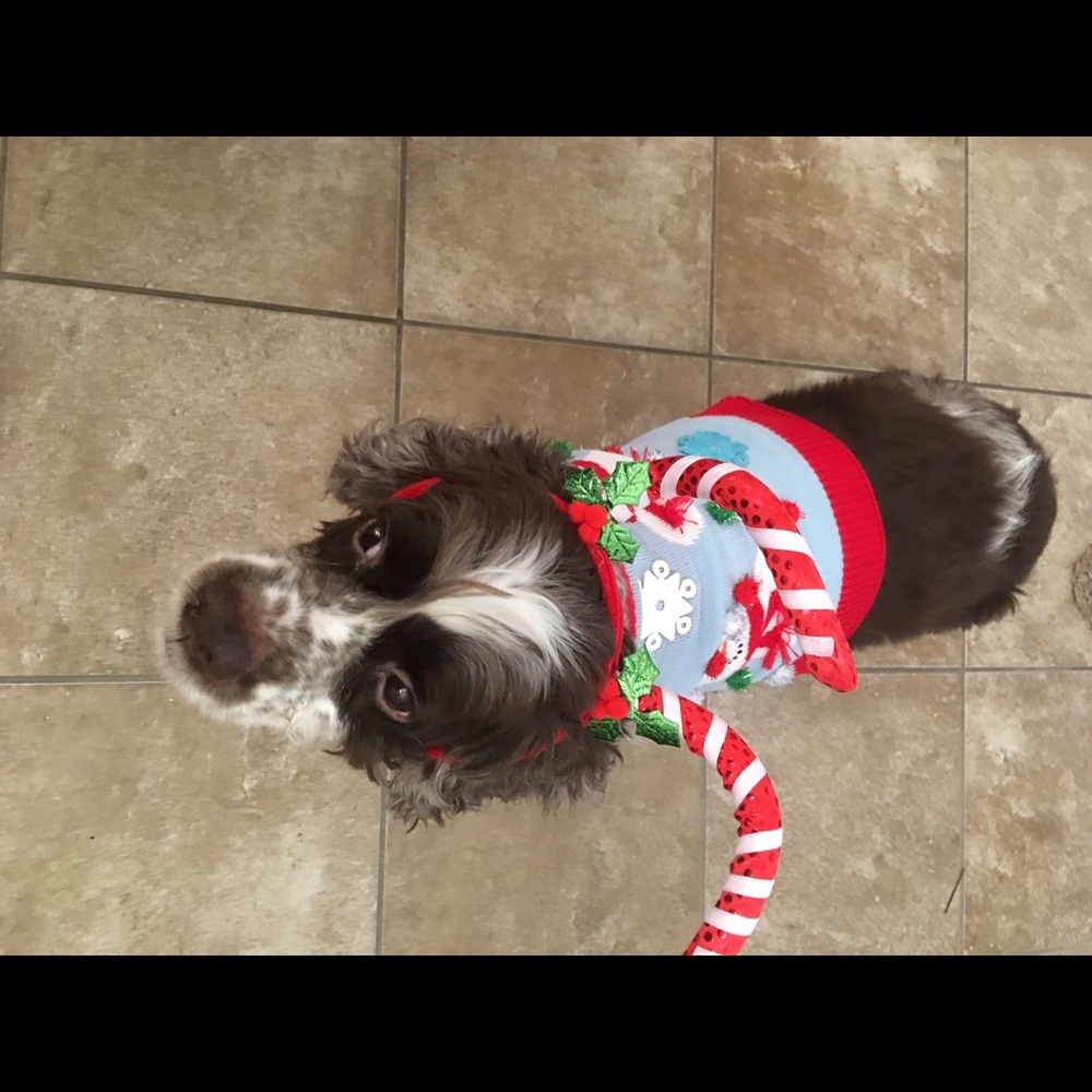 Meet your Posher, Mahogany