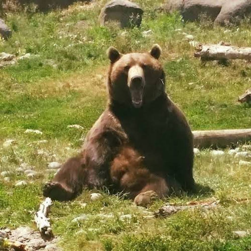 Meet your Posher, Bertha