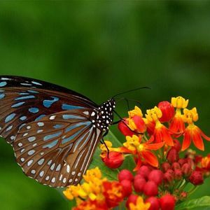 Meet your Posher, Ana rosa