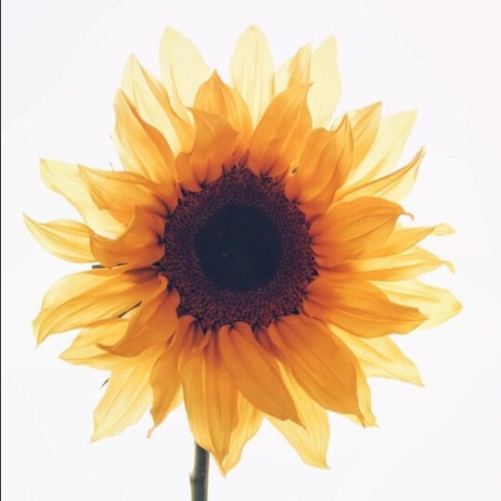 Meet your Posher, Annie