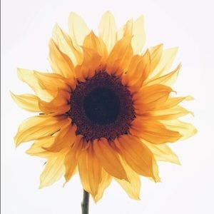 Meet your Posher, Annie