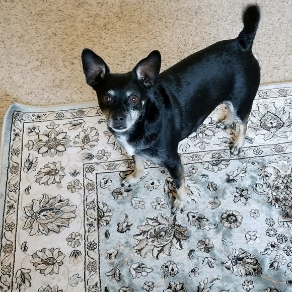 Posh Ambassador at your service - Picture 8 of 12