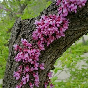 Meet your Posher, Cheran