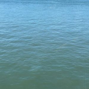 Meet your Posher, Kitty