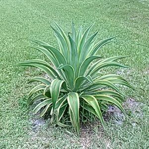 Meet your Posher, Naila