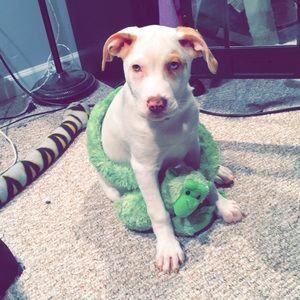 Meet your Posher, Shania