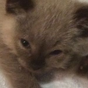 Meet your Posher, Maria