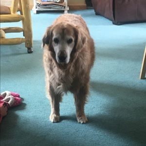 Meet your Posher, Tessa