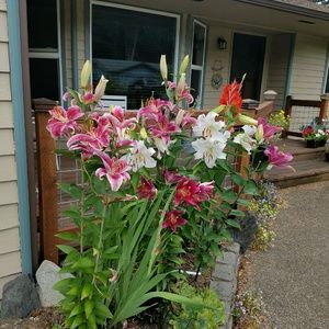 Meet your Posher, Joelene